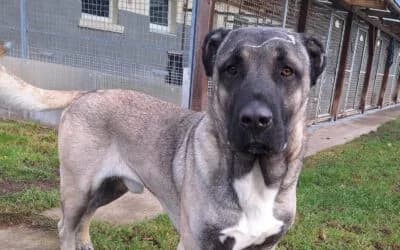 Buddy – Anatolischer Hirtenhund, Mixed Breed for adoption at Tierheim Derenburg, Derenburg