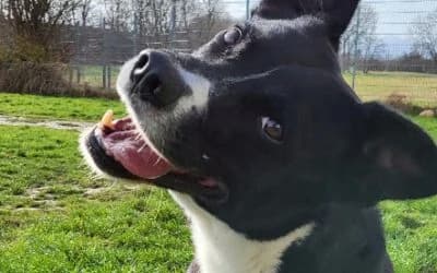 „Django“ Bordercollie Mix, Mixed Breed for adoption at Tierheim Derenburg, Derenburg