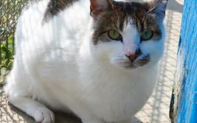 Katze “ Susi“, Mixed Breed for adoption at Tierheim Derenburg, Derenburg