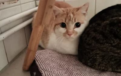 Lucy – Katze, Mixed Breed for adoption at Tierheim Derenburg, Derenburg