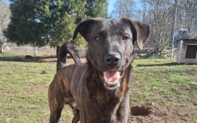 Mailo – Mischling, Mixed Breed for adoption at Tierheim Derenburg, Derenburg
