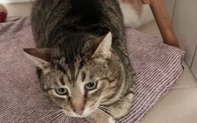 Tiger – Katze, Mixed Breed for adoption at Tierheim Derenburg, Derenburg