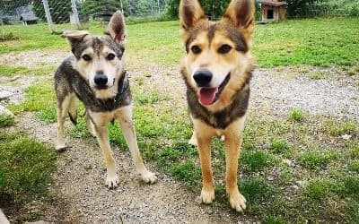 „Freddy & Finn“ Wolfhund Mixe, Mixed Breed for adoption at Tierheim Derenburg, Derenburg