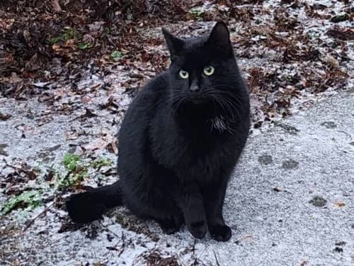 Devan, male Mixed Breed for adoption at Tierheim Detmold, Detmold