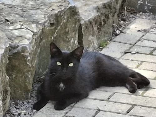 Gypsie, Mixed Breed for adoption at Tierheim Detmold, Detmold