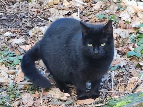 Aurelia, Mixed Breed for adoption at Tierheim Detmold, Detmold