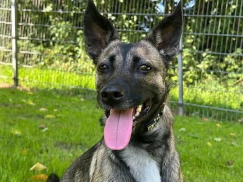 Selene, female 3yo Mixed Breed for adoption at Tierheim Detmold, Detmold