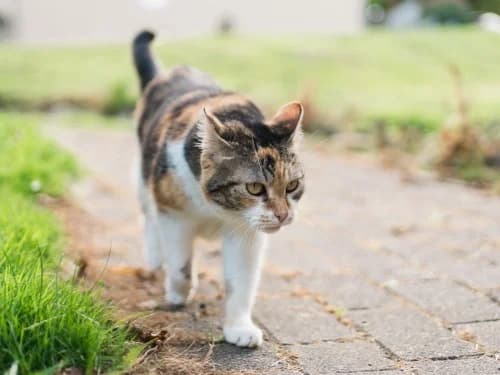 Lilo, Mixed Breed for adoption at Tierheim Detmold, Detmold
