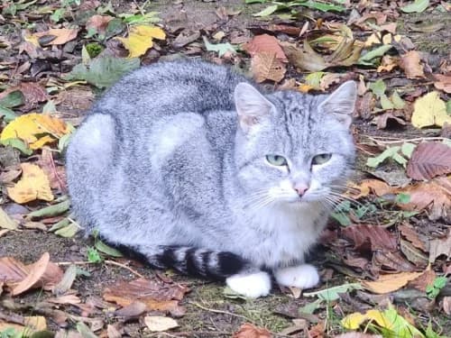 Sam, Mixed Breed for adoption at Tierheim Detmold, Detmold