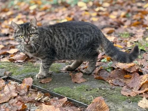 Leni, Mixed Breed for adoption at Tierheim Detmold, Detmold