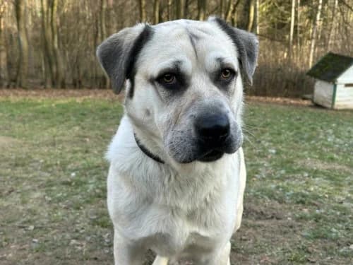 Ragnar, female Mixed Breed for adoption at Tierheim Detmold, Detmold