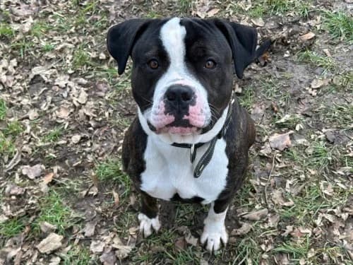 Jonas, male Mixed Breed for adoption at Tierheim Detmold, Detmold