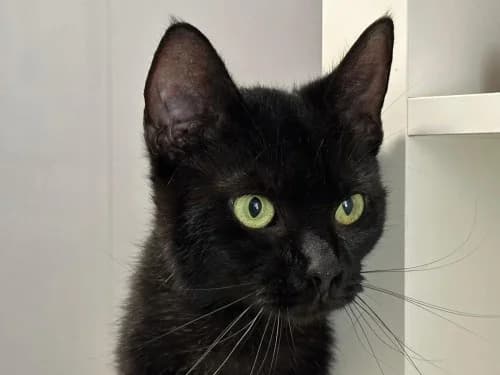 Larissa, 3yo Mixed Breed for adoption at Tierheim Detmold, Detmold