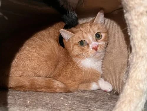 Dascha (und Murka), Mixed Breed for adoption at Tierheim Detmold, Detmold