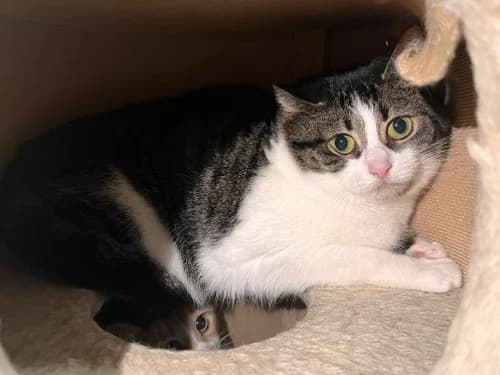 Murka (und Dascha), Mixed Breed for adoption at Tierheim Detmold, Detmold