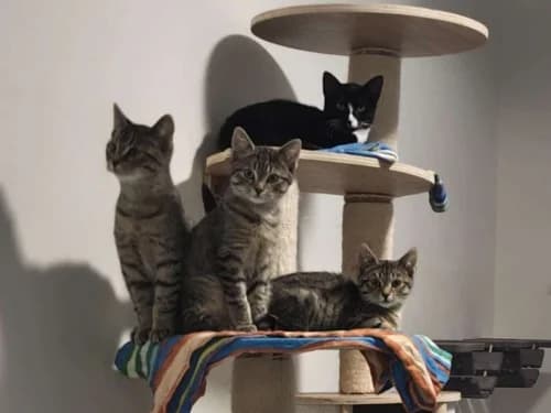 Katzenkinder, Mixed Breed for adoption at Tierheim Detmold, Detmold