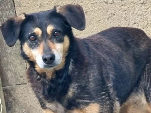 Lena, female Mixed Breed for adoption at Tierheim Detmold, Detmold