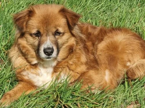 Cherry, female Mixed Breed for adoption at Tierheim Detmold, Detmold