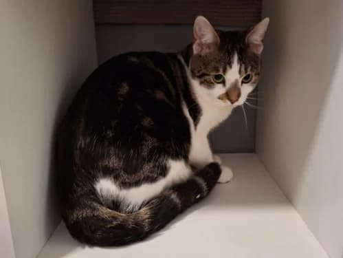 Walter, male Mixed Breed for adoption at Tierheim Detmold, Detmold