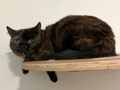 Elfie, Mixed Breed for adoption at Tierheim Detmold, Detmold