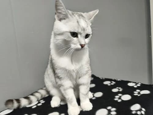 Orbi, male Mixed Breed for adoption at Tierheim Detmold, Detmold