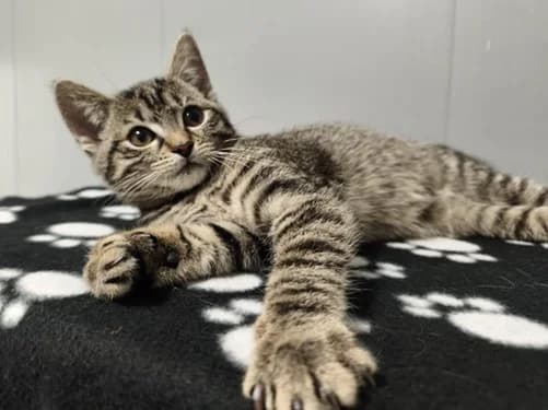 Eva, male Mixed Breed for adoption at Tierheim Detmold, Detmold