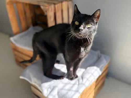 Pumba, male senior Mixed Breed for adoption at Tierheim Detmold, Detmold