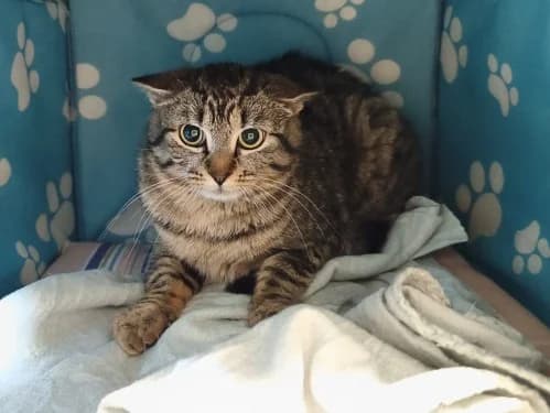 Erna, young Mixed Breed for adoption at Tierheim Detmold, Detmold