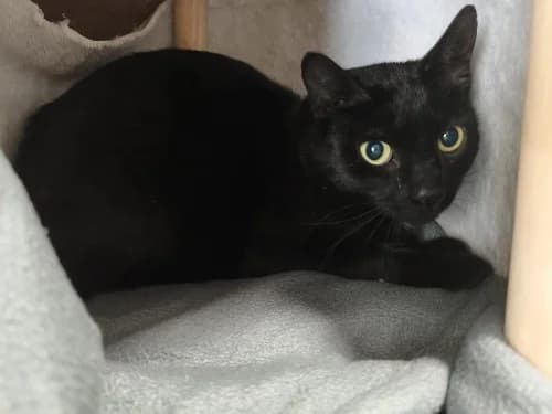 Baldur, male 6yo Mixed Breed for adoption at Tierheim Detmold, Detmold