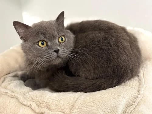 Argos, male 5yo Mixed Breed for adoption at Tierheim Detmold, Detmold