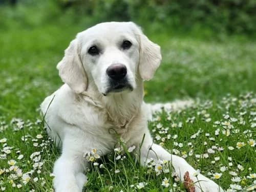 Phoebe, golden female young Mixed Breed for adoption at Tierheim Detmold, Detmold