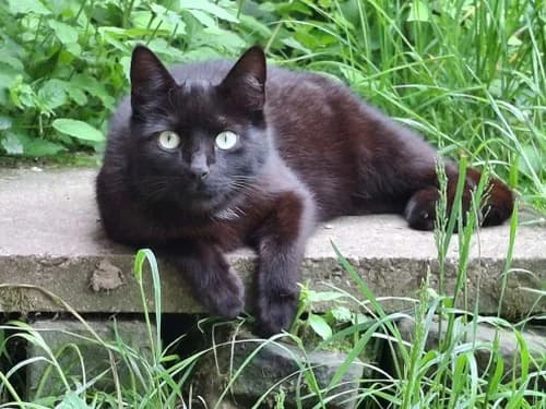 Sebastian, male 3yo Mixed Breed for adoption at Tierheim Detmold, Detmold