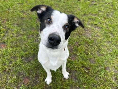 Hugo, 3yo Mixed Breed for adoption at Tierheim Detmold, Detmold