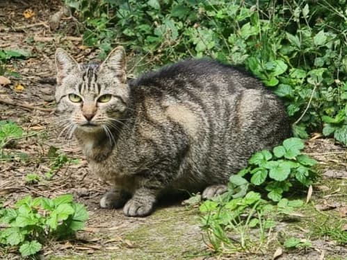 Cheesy, female Mixed Breed for adoption at Tierheim Detmold, Detmold