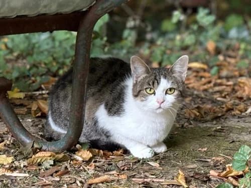 Bounty, female Mixed Breed for adoption at Tierheim Detmold, Detmold