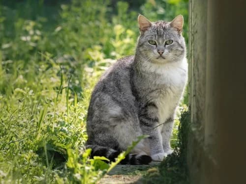 Sam, female Mixed Breed for adoption at Tierheim Detmold, Detmold