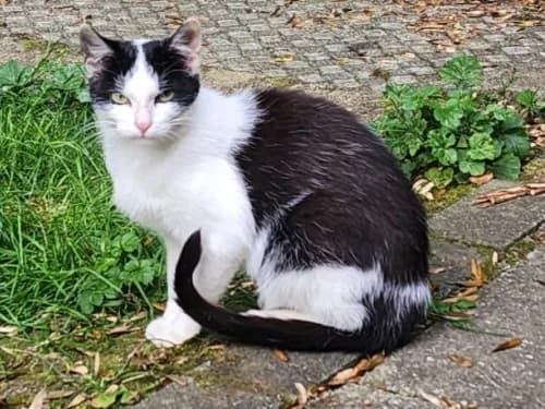 Flecki, female 3yo Mixed Breed for adoption at Tierheim Detmold, Detmold