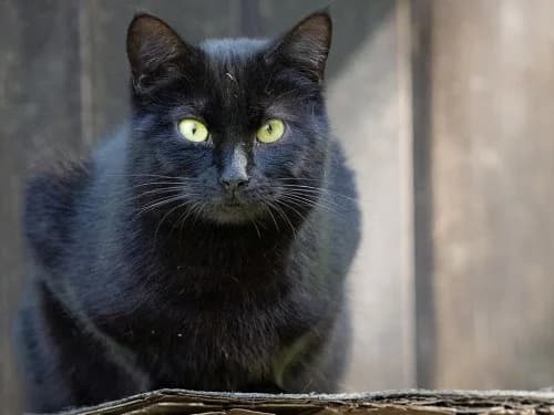 Aurelia, female Mixed Breed for adoption at Tierheim Detmold, Detmold