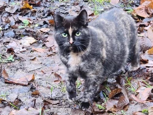 Mayka, female Mixed Breed for adoption at Tierheim Detmold, Detmold