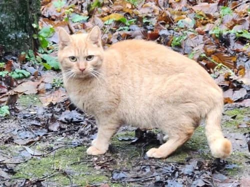 Isadora, female Mixed Breed for adoption at Tierheim Detmold, Detmold