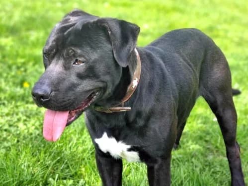 Alfie, 5yo Mixed Breed for adoption at Tierheim Detmold, Detmold