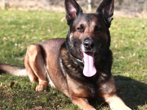 Chicko, senior Mixed Breed for adoption at Tierheim Detmold, Detmold