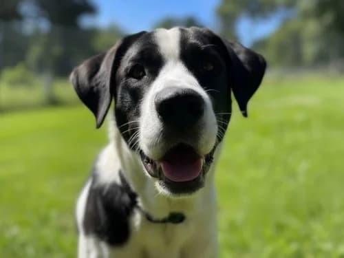 Ozzy, senior Mixed Breed for adoption at Tierheim Detmold, Detmold
