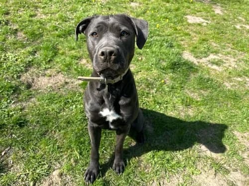 Alisha, female 4yo Mixed Breed for adoption at Tierheim Detmold, Detmold