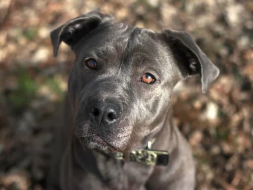 Mira, female 4yo Mixed Breed for adoption at Tierheim Detmold, Detmold