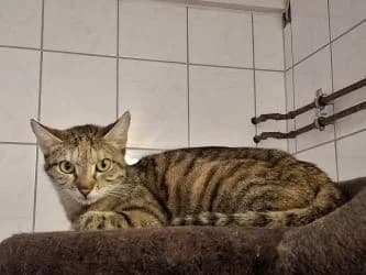 3 Katzen/Kater (getrennte Vermittlung), male 6yo Mixed Breed for adoption at Tierheim Dillenburg, Dillenburg