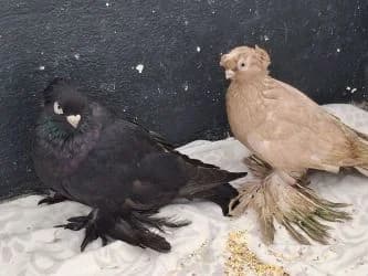 2 Usbekische Tauben (Fundtiere), young Mixed Breed for adoption at Tierheim Dillenburg, Dillenburg