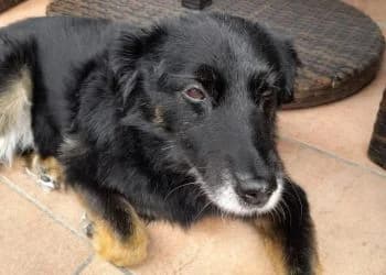 Abel (Notfall von privat), male senior Mixed Breed for adoption at Tierheim Dillenburg, Dillenburg