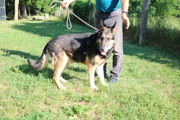 Boris, male 5yo Mixed Breed for adoption at Tierheim Dillenburg, Dillenburg