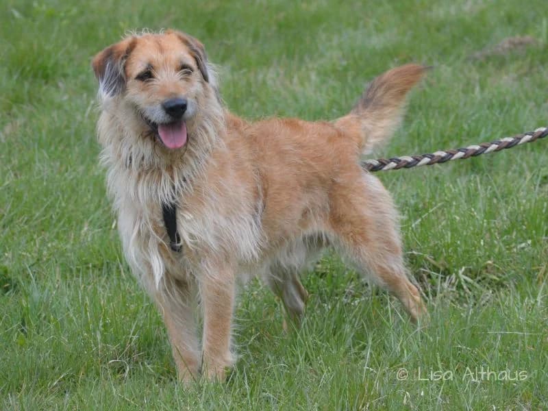 Brutusz, male young Mixed Breed for adoption at Tierheim Dillenburg, Dillenburg